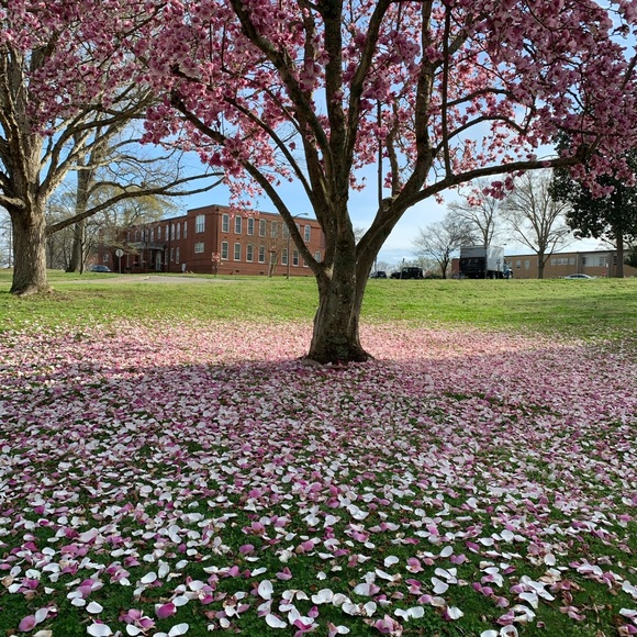 Meet your Posher, Cat - Picture 10 of 15